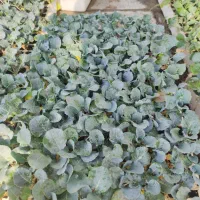 نشا کلم، فلفل، گوجه فرنگی، بادمجان، فیسالیس