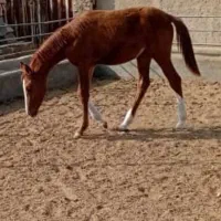 کره اسب 6 ماه، ماده خوشتیپ و خون دار