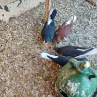 4عددسیاه پوش|پرنده|اقبالیه, |دیوار