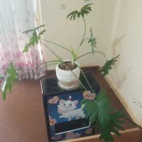 چرخ گوشت پارس خزر