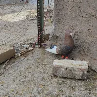 سینه گلی|پرنده|رفسنجان, |دیوار