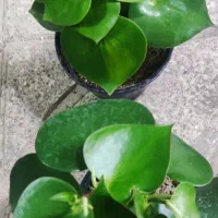 بامبو .بامبو رومیزی|گل و گیاه طبیعی|ورامین, ورامین|دیوار