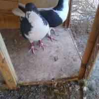 شیرازی نر چپ سیا ماده