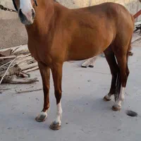 مادیان سه ساله