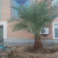 قطع و هرس درخت و نخل و دراوردن دمیت و پاجوش