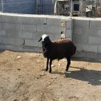 بره ماده افشاری زیر قوچی