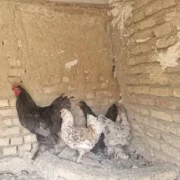 سه عدد مرغ و خروس