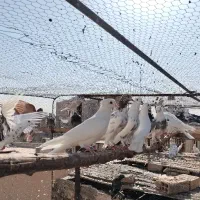 کفتر تهرانی پرشی  (فروش پنجاه عدد یکجا)|پرنده|قرچک, مهدیه|دیوار