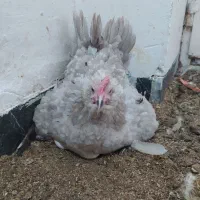 مرغ وخروس