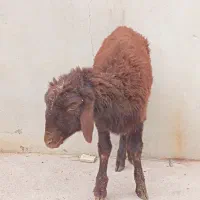 بره نر نیم گوشت برای ذبح و قربانی