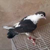 کفتر  صید پرشی کبوتر|پرنده|مشهد, امیریه|دیوار