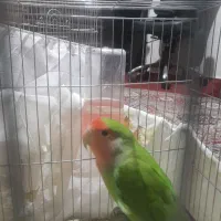 ماده آماده آماده درشت