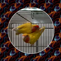 کوتوله وکوتوله ودوباره کوتوله|پرنده|خمینی‌شهر, |دیوار