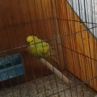 مرغ عشق ،کوتوله ،فنج