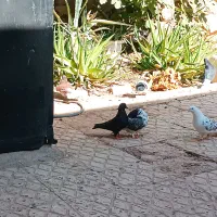 کبوتر پرشی و تزئینی|پرنده|گرمسار, |دیوار