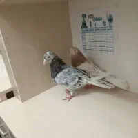 یه جفت کفتر سرور هوای به شرط