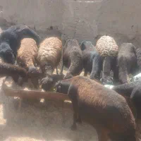 میش وبره