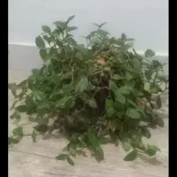 گل طبیعی|گل و گیاه طبیعی|شیروان (خراسان), |دیوار