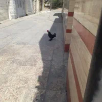 خروس