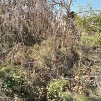 زمین|فروش زمین و ملک کلنگی|رودبنه, |دیوار