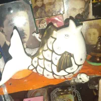 ماهی چینی ویترینی