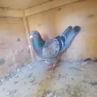 دو عدد کبوتر پلاکی