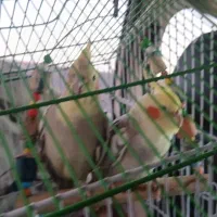 ۲عدد طوطی عروس هلندی گم شده
