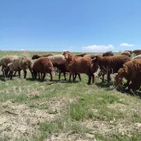 میش و بره مغان(کری)