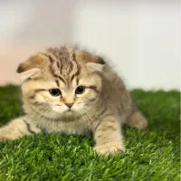 ۲ماهه|گربه|تهران, شمس‌آباد|دیوار