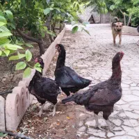 مرغ و خروس لاری اصل دار