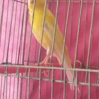 قناری نر و ماده|پرنده|بهمن صغاد, |دیوار