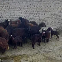 میش بره|حیوانات مزرعه|بروجرد, |دیوار