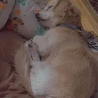 واگذاری سگ اشپیتز