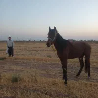 اسب|اسب و تجهیزات اسب‌سواری|قزوین, |دیوار