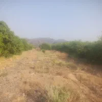 3هکتار باغ مرکبات رودان|فروش دفتر صنعتی، کشاورزی، تجاری|رودان, |دیوار