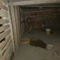 توله سگ 5ماهه. نژاددورگ گوش سیخ ژرمن مالینویز.|سگ|ایرانشهر, |دیوار
