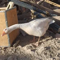 بت یا غاز|حیوانات مزرعه|زابل, |دیوار