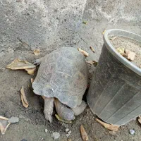 لاک|خزنده|میناب, |دیوار