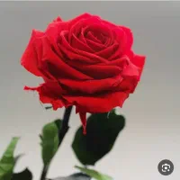 گل فروشی ( نیه د ر ب س ت ی)