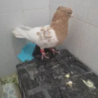 کفتر|پرنده|شیراز, شهرک گلها|دیوار