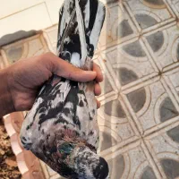 سارهفترنگ لکه دار عطیقه