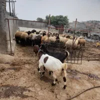 گوسفند|حیوانات مزرعه|گرگان, |دیوار