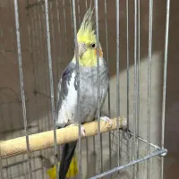 فروش پرنده