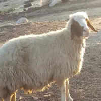 سنجابی مال داشت|حیوانات مزرعه|سرپل ذهاب, |دیوار