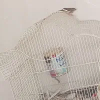 فنج ماده|پرنده|کرج, چنارک|دیوار