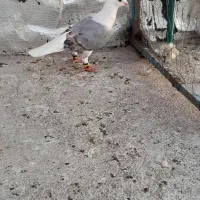 پشتی گراف  نر و ماده