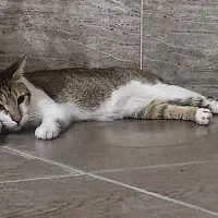 گربه واگذاری|گربه|دزفول, |دیوار