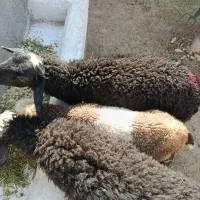 بره نر|حیوانات مزرعه|آبیک, |دیوار