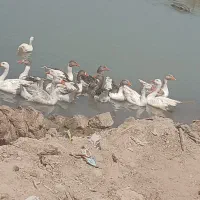 غاز|حیوانات مزرعه|اهواز, الهائی|دیوار