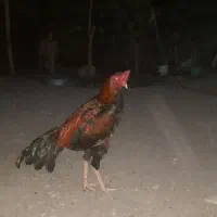 خروس بفروش میرسد خروس زات ذار|حیوانات مزرعه|بند زرک, |دیوار